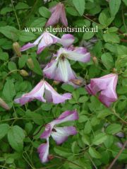 Clematis I AM� LADY Q 'Zoiamladyq' PBRaf